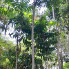 Uganda
